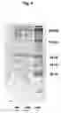 Fig. 09 - Microparticles and Nanoparticles for the Transmucosal Delivery of Therapeutic and Diagnostic Agents