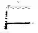 Fig. 07 - Modified human growth hormone