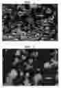 Fig. 02 - PARTICULATE COMPOSITION COMPRISING BIOACTIVE SUBSTANCE AND METHOD OF PRODUCING THE SAME