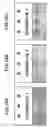 Fig. 15 - Electrophotographic photoreceptor, method of producing the same, process cartridge, and image-forming apparatus