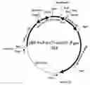 Fig. 01 - Method of Screening Antiobesity Agents