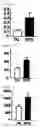 Fig. 09 - Method of Screening Antiobesity Agents