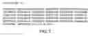 Fig. 15 - DNA molecules encoding ligand gated ion channels from 
