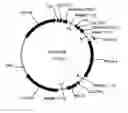 Fig. 01 - Bacterial host cell for the direct expression of peptides
