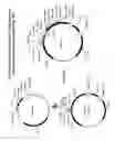 Fig. 08 - Bacterial host cell for the direct expression of peptides