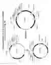 Fig. 09 - Bacterial host cell for the direct expression of peptides