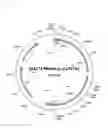 Fig. 02 - Expression of Nitrile Hydratases in a Two-Vector Expression System
