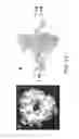 Fig. 13 - Methods and apparatus for characterizing polynucleotides