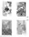 Fig. 09 - Formulation for adenovirus storage