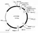 Fig. 01 - Bacterial host cell for the direct expression of peptides