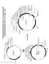 Fig. 08 - Bacterial host cell for the direct expression of peptides
