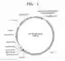 Fig. 02 - Expression vector for animal cell comprising at least one copy of MAR DNA sequences at the 3′ terminal of transcription termination region of a gene and method for the expression of foreign gene using the vector
