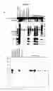 Fig. 08 - Method for multi-color fab labeling of antibodies in a complex sample