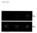 Fig. 16 - Microcolumn-platform based array for high-throughput analysis