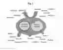 Fig. 03 - COMPOSITIONS AND METHODS FOR CHEMICAL REPORTER VECTORS