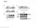 Fig. 02 - METHODS FOR THE TREATMENT OF DISEASES ASSOCIATED WITH THE SECRETION OF HMGB1