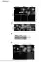 Fig. 03 - METHODS FOR THE TREATMENT OF DISEASES ASSOCIATED WITH THE SECRETION OF HMGB1