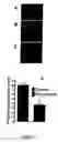 Fig. 04 - Compositions and methods to control angiogenesis with cupredoxins