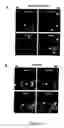 Fig. 05 - Compositions and methods to control angiogenesis with cupredoxins