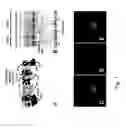 Fig. 02 - Alternative oxidase and uses thereof