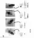 Fig. 09 - Alternative oxidase and uses thereof