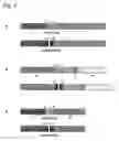 Fig. 03 - Recombinant Expression of Proteins in a Disulfide-Bridged, Two-Chain Form