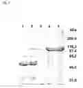 Fig. 08 - Recombinant Expression of Proteins in a Disulfide-Bridged, Two-Chain Form
