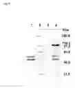 Fig. 09 - Recombinant Expression of Proteins in a Disulfide-Bridged, Two-Chain Form