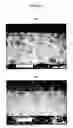 Fig. 02 - Crosslinked Polymer Foam Sheet and Process Therefor