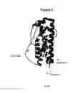 Fig. 03 - Modified Human Growth Hormone Polypeptides and Their Uses
