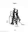 Fig. 04 - Modified Human Growth Hormone Polypeptides and Their Uses