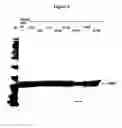 Fig. 07 - Modified Human Growth Hormone Polypeptides and Their Uses