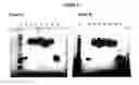 Fig. 14 - Modified Human Growth Hormone Polypeptides and Their Uses