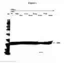 Fig. 07 - Modified Human Growth Hormone Polypeptides and Their Uses
