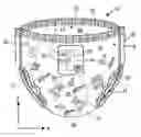 Fig. 01 - Absorbent article having disposal fastening means