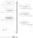 Fig. 13 - ORCHESTRATION AND/OR EXPLORATION OF DIFFERENT ADVERTISING CHANNELS IN A FEDERATED ADVERTISING NETWORK