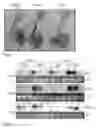 Fig. 04 - DISEASE MODEL ANIMALS OF METABOLIC SYNDROME AND A METHOD OF SCREENING PREVENTIVE AND THERAPEUTIC AGENTS FOR METABOLIC SYNDROME USING THE SAME