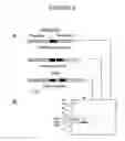 Fig. 07 - Methods For The Modulation of Oleosin Expression In Plants
