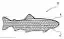Fig. 01 - Stick-on bait