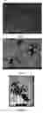 Fig. 02 - Method Of Production Of High Purity Silver Particles