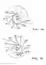 Fig. 03 - Progressive transmission mechanism