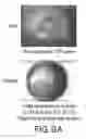 Fig. 08 - METHODS FOR VISUALIZING CRYSTALS AND DISTINGUISHING CRYSTALS FROM OTHER MATTER WITHIN A BIOLOGICAL SAMPLE