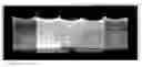 Fig. 01 - Water soluble quantum dots