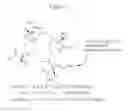 Fig. 02 - Bifunctional chelators for sequestering lanthanides