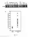 Fig. 10 - Human cytomegalovirus immunotherapy