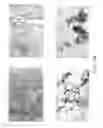 Fig. 08 - Liquid adenovirus formulations