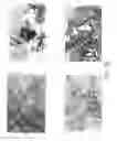 Fig. 09 - Liquid adenovirus formulations