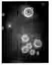 Fig. 01 - Cultures of human CNS neural stem cells
