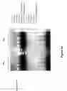 Fig. 08 - Induction of and maintenance of nucleic acid damage in pathogens using riboflavin and light
