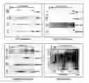 Fig. 01 - IMMUNOGENIC COMPOSITIONS AND METHODS OF USE THEREOF